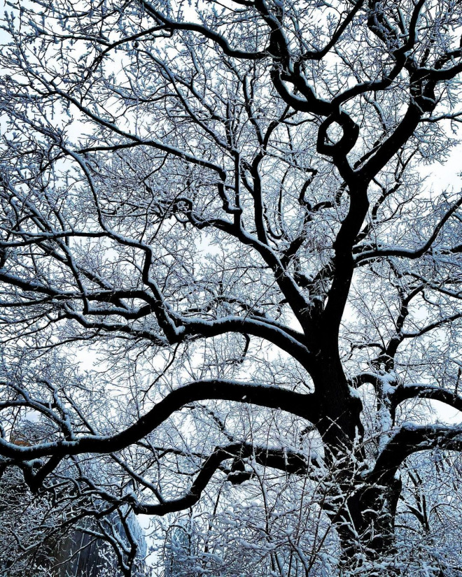 tree branches covered in snow